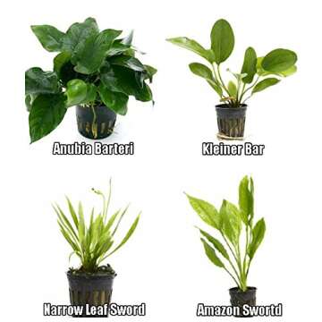 4 Potted Live Aquarium Plants Bundle - Anubia, Amazon Sword, Kleiner Bar, Narrow Leaf