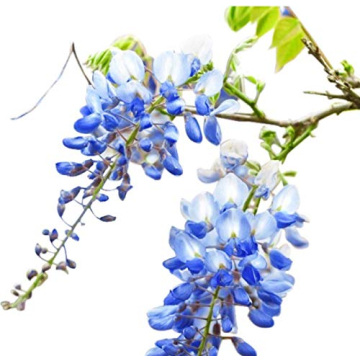 Blue Moon Wisteria Vine - Live Plant - Quart Pot