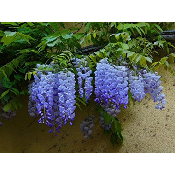 Blue Moon Wisteria Vine Live Plant Quart Pot