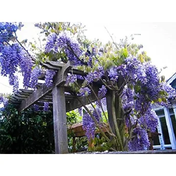 Blue Moon Wisteria Vine Live Plant Quart Pot