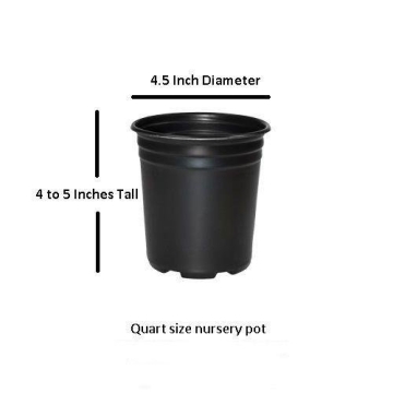 Blue Moon Wisteria Vine Live Plant Quart Pot