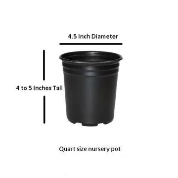 Blue Moon Wisteria Vine Live Plant Quart Pot