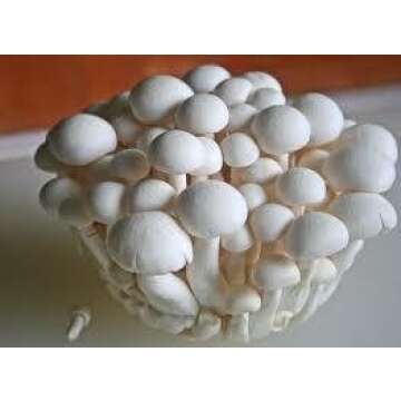 Malt Extract Agar - MEA - 10, 100 Millimeter Plates - Sterile