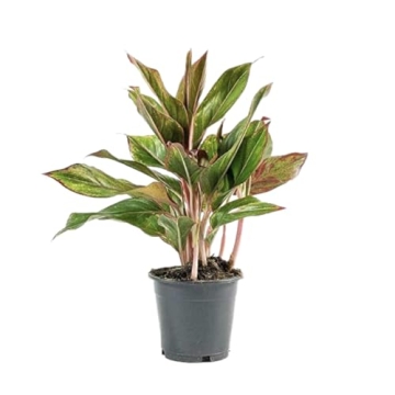 Aglaonema Red Plant Pot - Vibrant Indoor Decor