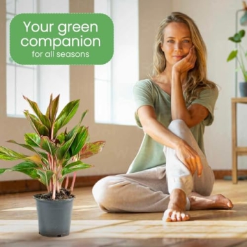 Aglaonema Red Plant Pot - Vibrant Indoor Decor