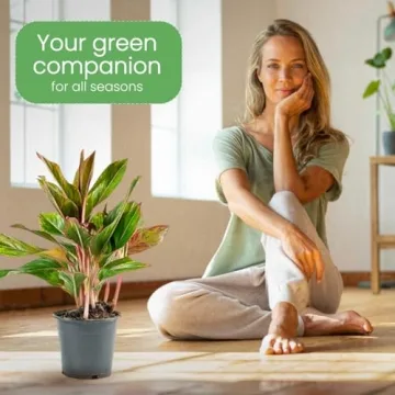 Aglaonema Red Plant Pot - Vibrant Indoor Decor