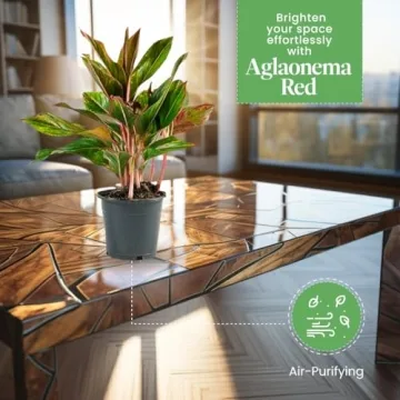 Aglaonema Red Plant Pot - Vibrant Indoor Decor