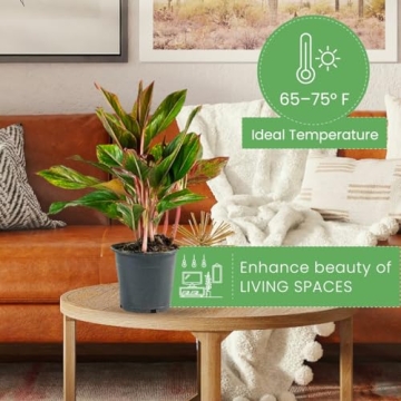 Aglaonema Red Plant Pot - Vibrant Indoor Decor