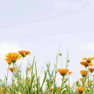 Tata Harper Revitalizing Body Oil, Anti-Aging, Hydrating Body Oil, 100% Natural, Made Fresh in Vermont, 125ml