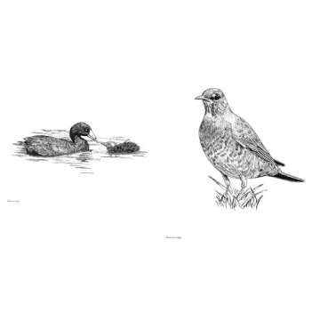 Slow Birding: The Art and Science of Enjoying the Birds in Your Own Backyard