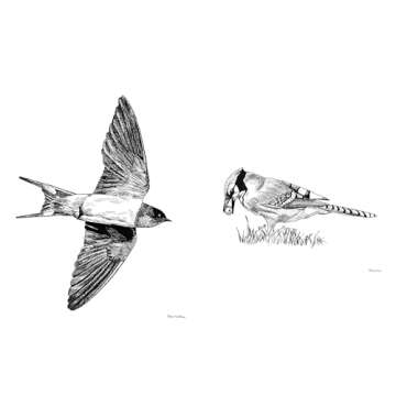 Slow Birding: The Art and Science of Enjoying the Birds in Your Own Backyard