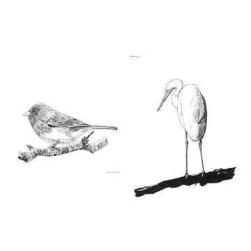Discover Bird-Watching with Slow Birding Book