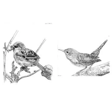Discover Bird-Watching with Slow Birding Book