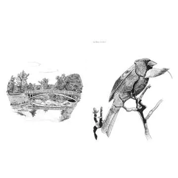 Discover Bird-Watching with Slow Birding Book