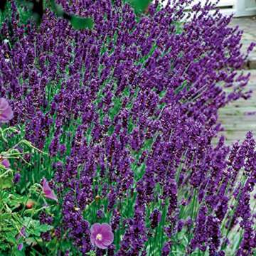50 Hidcote Blue Lavender Seeds - Rich Oils & Beautiful Blooms