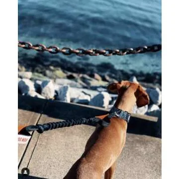 Hands-Free Dog Leash for Active Owners - IRON DOGGY