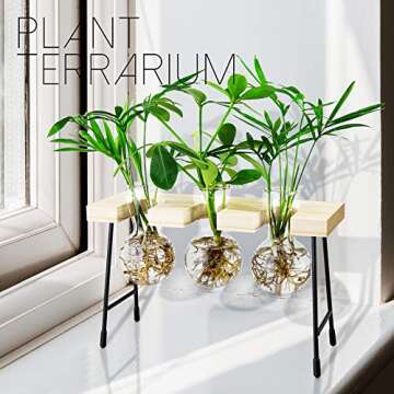 YIYUN Air Plant Terrarium,Propagation Stations for Desk Glass Terrarium Bulb Glass Vase with Wooden Stand Propagation Station for Hydroponics Plants Home Office Garden Decor