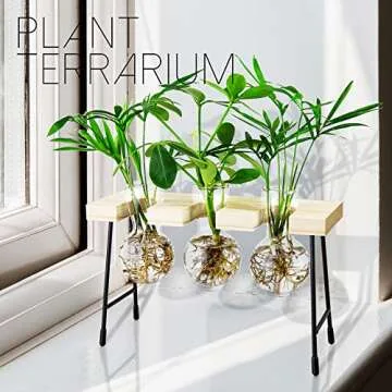 YIYUN Air Plant Terrarium,Propagation Stations for Desk Glass Terrarium Bulb Glass Vase with Wooden Stand Propagation Station for Hydroponics Plants Home Office Garden Decor