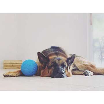 Durable Jolly Pets Medium Soccer Ball for Dog Play