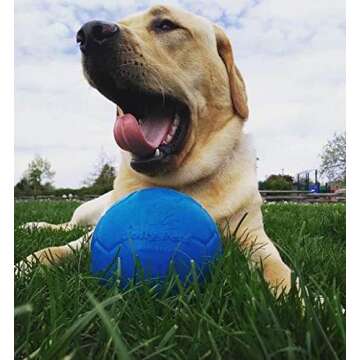 Durable Jolly Pets Medium Soccer Ball for Dog Play
