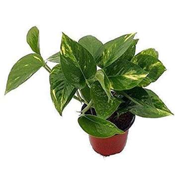 9GreenBox - Golden Devil's Ivy - Pothos - Epipremnum - 4" Pot - Very Easy to Grow Live Plant Ornament Decor for Home, Kitchen, Office, Table, Desk - Attracts Zen, Luck, Good Fortune - Non-GMO, Grown