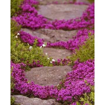20,000+ Creeping Thyme Seeds Ground Cover, Non-GMO Perennial Flower Seeds, Hardy Thymus Serpyllum, C...