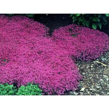 20,000+ Non-GMO Creeping Thyme Seeds for Vibrant Gardens