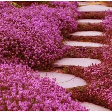 20,000+ Non-GMO Creeping Thyme Seeds for Vibrant Gardens