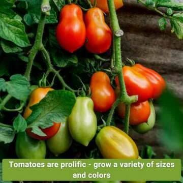 Sow Right Seeds - Tomato Seed Collection for Planting - 10 Varieties with Many Sizes, Shapes, and Colors - Non-GMO Heirloom Packets with Instructions for Growing a Home Vegetable Garden - Great Gift