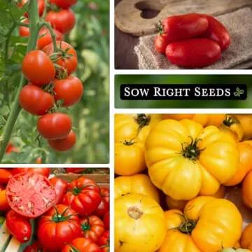 Sow Right Seeds - Tomato Seed Collection for Planting - 10 Varieties with Many Sizes, Shapes, and Colors - Non-GMO Heirloom Packets with Instructions for Growing a Home Vegetable Garden - Great Gift