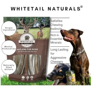 WhiteTail Naturals (3 Pack Deer Antlers for Large Dogs, Antler Dog Chews - Crafted in USA Dog Antler - Long Lasting Bone for Aggressive Chewers