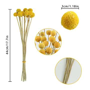 Natural Dried Billy Balls for Floral Arrangements