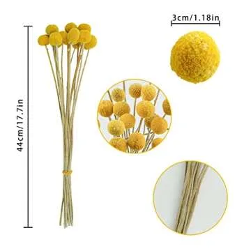 Natural Dried Billy Balls for Floral Arrangements