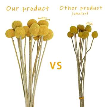 Natural Dried Billy Balls for Floral Arrangements