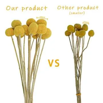 Natural Dried Billy Balls for Floral Arrangements