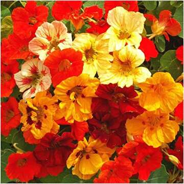 Seed Needs, 1.5 Ounce 350+ Nasturtium Seeds “Jewel Mixture (Tropaeolum nanum) Edible Blooms, Non-G...