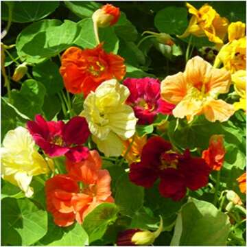 Seed Needs, 1.5 Ounce 350+ Nasturtium Seeds “Jewel Mixture (Tropaeolum nanum) Edible Blooms, Non-GMO, Easy to Grow, Mixed Colors Flower Seeds Mix, Attracts Pollinators - Bulk