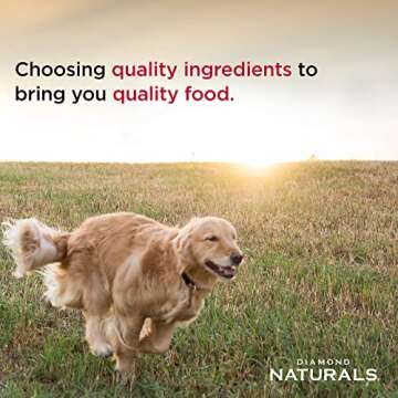 Premium Dry Food for Large Breed Dogs with Chicken