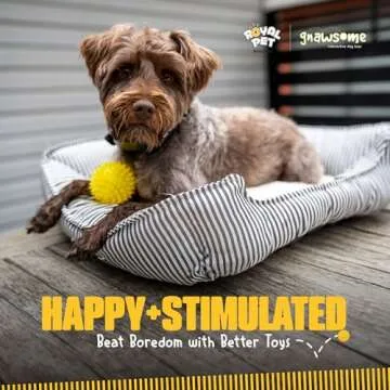 Gnawsome Squeak and Light Football for Dogs 2.5 Inch