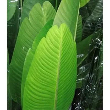 Silk Tree Warehouse Company Inc One 5 Foot Tall Artificial Bird of Paradise Palm with Free 10 inch Black Decorative Pot