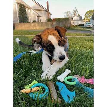 Nylabone New Puppy Starter Kit, 5 Chew Toys and 1 Natural Treat for Puppies, Multi Color, Bacon & Ch...