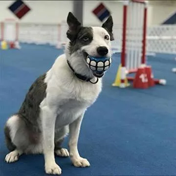 Dawg Grillz Dog Balls Toys Squeaky Fetch - Rubber Funny Ball Gifts for Large Medium Dogs (Blue White)