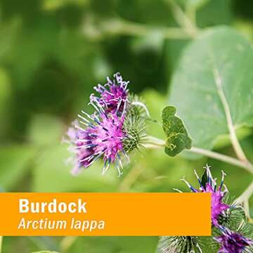 Herb Pharm Skin Health Herbal Formula for Healthy Skin 1 Oz