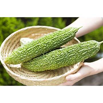 Buy Gaea's Blessing Bitter Melon Seeds - Non-GMO Heirloom