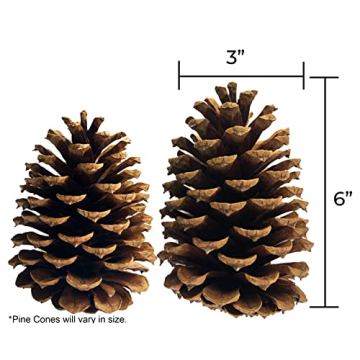 Large Natural Pine Cones for Crafting and Home Decor