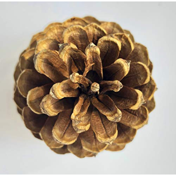 Large Natural Pine Cones for Crafting and Home Decor