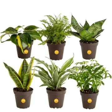 Costa Farms Live House Plants (6 Pack), Easy to Grow Live Indoor Houseplants, Grower's Choice Air Pu...