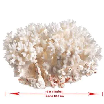 White Sea Coral | Lace Coral Pocillopora Damicornis | Plus Free Nautical eBook by Joseph Rains