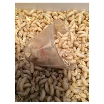 BESTBAIT 500 Live Maggots Spikes Bait for Ice Fishing Success