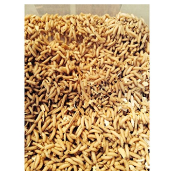 BESTBAIT 500 Live Bait Maggots for Ice Fishing & More